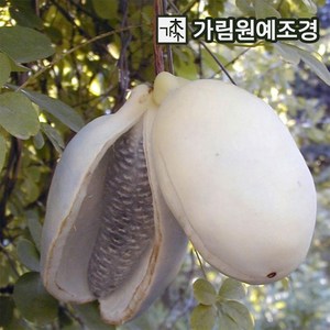 으름나무 대과종 유실수 가림원예조경, 백화으름(대과종) 결실주, 1개