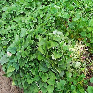 [청솔] 퍽퍽한 밤고구마 신품종 밤고구마 모종 (밤25), 1박스, 10kg
