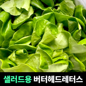 [샐러드용] 버터헤드레터스 아삭아삭한식감 단맛채소 쌈채소 샐러드 무농약 수경재배 가정용, 1개, 1kg