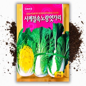 씨앗팜 사계절 속노랑 엇갈이 배추 씨앗 종자 25g 얼갈이 배추 씨, 1개