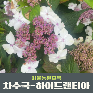 서울농원묘목/차수국-하이드랜티아(Hydan Tea) P14포트묘 수국차 감로차 월동수국, 1개