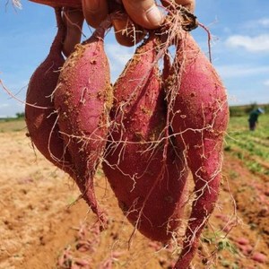 2024 햇밤고구마 진율미 3kg 5kg 10kg 해남 솔내농원 직송 퍽퍽한 고구마 당도높은 무농약 숙성고구마, 1박스, 5kg(한입)