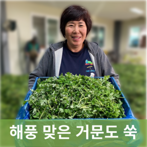 [신진농산] 여수 거문도 노지에서 키운 쑥, 1박스, 해풍 생쑥 2kg