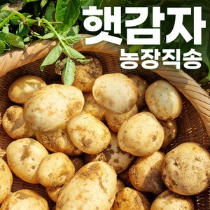 산지직송 국내산 감자 햇감자 두백감자 분감자, 선택2. 농장직송 두백감자 5kg, 1개