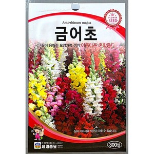 금어초 300립 세계 25년 금어초씨앗, 1개