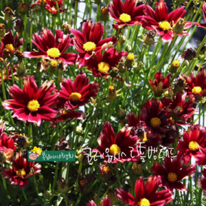 왜성 코레옵시스 리틀뱅레드 [4포트 복남이네야생화 모종 coreopsis], 4개