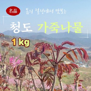 [생산자 직배송] 가죽나물 500g 1kg 2kg 가죽나무순, 1개
