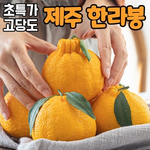 [고품질] 고당도 제주 한라봉 가정용 못난이 할라봉 제주한라봉, 1박스, (1) 제주 한라봉 1kg 소과