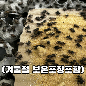 [청년밀웜] 극소귀뚜라미 파충류 양서류 먹이 쌍별귀뚜라미 극소 25 50 100 200, 200개, 1g