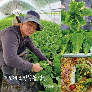 늘품 당일수확 로메인상추 1kg, 1박스