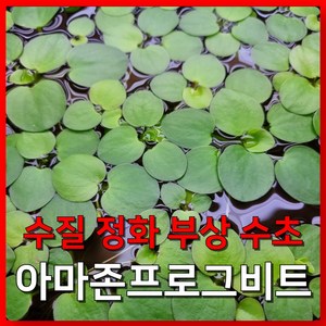 [수초농부] 아마존프로그비트 부상수초 치어은신처, 10개