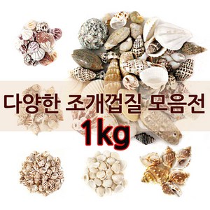 조개껍질모음전 1kg 대용량 18종류 종류선택, B.조개껍질1KG