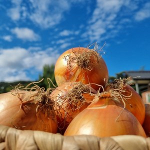 산지직송 국내산 무안 햇양파 3kg 5kg 10kg, 1개