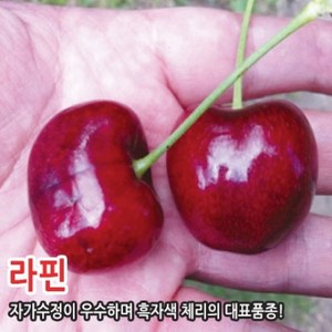 왜성 체리나무 묘목 라핀 타이톤 러시아8호 홍수봉 레이니어 충청농원, 라핀 왜성대목(자가수정가능), 1개