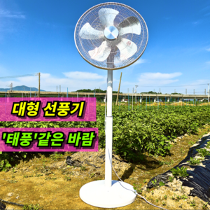 [초강력 강풍] 대형 선풍기 공장 현장 작업용 업소용 선풍기 2025년 NEW