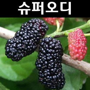 슈퍼오디 나무 묘목 결실주 R4cm 분묘 1개/유실수 과실수, 1개