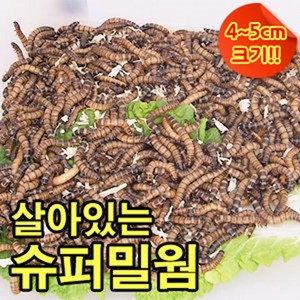 성충 안되는 살아있는 슈퍼밀웜 4~5cm 500마리 1000마리 안전포장, 1개, 700g