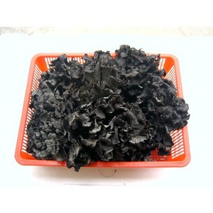 강원도자연산곰버섯(냉동)500g/1kg/2KG/5KG, 1kg, 1개