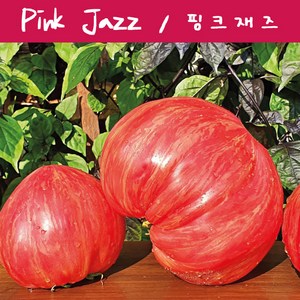 핑크재즈 Pink Jazz 큰 토마토 가보토마토 희귀토마토 씨앗 교육 체험용