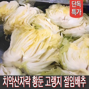 [MD추천] 직접 재배하고 절인 강원도절임배추 고랭지배추 김장배추 20kg 출고일선택, 2020-01-22