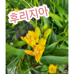 후리지아/코끝에 후리지아향이 스쳐지나가는 느낌은 뭐죠, 1개