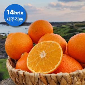 엄선된 달콤한 제주 천혜향 산지직송, 1개, 가정용 2kg