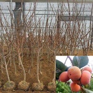 [모든원예조경] 차량단감 분묘 {R3전후} 결실주 감나무묘목 감묘목 단감나무, 1개