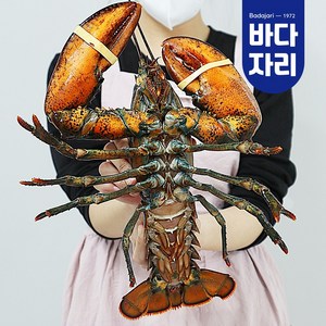 바다자리 live 살아서 도착하는 활랍스타 1마리 (0.5kg~1kg), 대(700g)내외, 1개