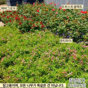 같이가치농원 찔레장미 사계정원장미 (에버그로우루비) 개화주 화분묘, 1개