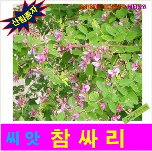 산림종자 참싸리씨앗 500 립, 1개