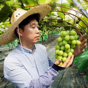 김천 포도장인 샤인머스켓 실속형 특품, 1개, 실속형 샤인머스켓 2kg(3-5수)