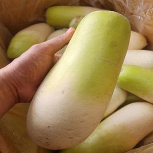 [녹음상회]제주 월동무 무, 1개, 무 (2~3수 내외) 3kg