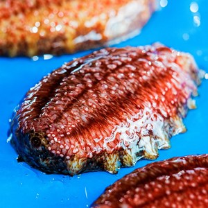 [오늘의바다] 홍해삼 1kg, 1개