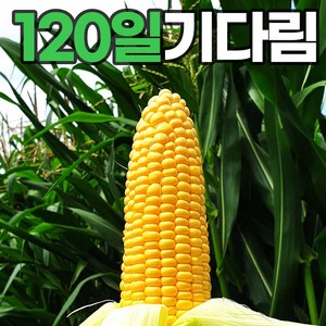 [헤이달다] 25년 해남 햇 초당옥수수 (특품) 15cm 이상 정품, 1박스, 초당옥수수 20개입