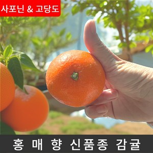 [팜&팜] 홍매향 빨간 귤 제주 프리미엄 고당도 중소과, 1박스, 1kg