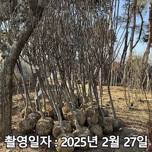 착한가격 나무생각 / 체리나무 / 바이오체리 / R3 / 결실주, 1개