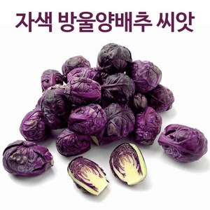 자색 방울양배추 씨앗 채소씨앗 양배추 종자 30알, 1개