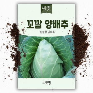 꼬깔 양배추씨앗 (100립), 1개