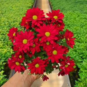 [무지개/색상선택] 미니 국화 (꽃크기 3cm 소국 화분), 05. 빨간색 (스위프티 로쏘), 1개