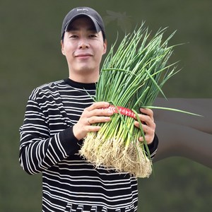 흰대가 많은 대파모종 조선 다발 대파모종 200개이상, 1000개