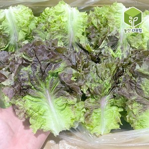 국내산 포찹 꽃상추 4kg, 1개