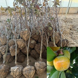 [모든원예조경] 단감나무 묘목 태추단감 (결실주) R3 분묘 감묘목 태추묘목, 1개, 단감