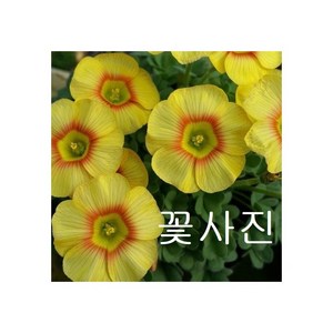 엘리자베스 사랑초 노랑 주황 색상랜덤, 1개, 랜덤