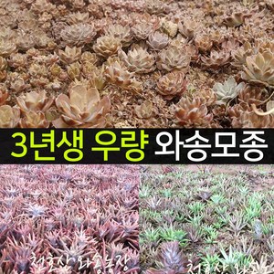 와송모종 3년생_우량 50개_와송씨앗 국산토종 와송, 50개