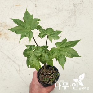 [나무인] 엄나무 포트묘 5개