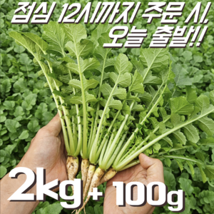 [달콤밥상 어린열무] 물 좋은 철원 산지직송 어린열무, 1개, 어린열무 2kg