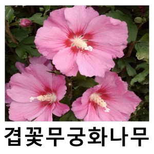 겹꽃무궁화나무 묘목 핑크자이언트 포트묘, 1개