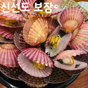 [통영 산지직송] 제철 홍가라비 고압 세척 크기 선별 홍가리비 명품 홍가리비 1kg 2kg 3kg 5kg 단위, 1박스, 5kg(125미 내외)