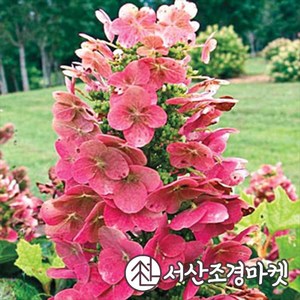 수국 떡갈잎수국 루비슬리퍼즈 C2포트 묘목 나무 서산조경마켓, 1개