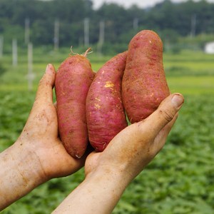 해남고구마생산자협회 경일농장 세척 무농약 꿀고구마, 1개, 10kg 특상(120g~300g)